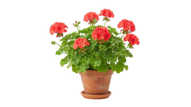 Beautiful red geranium flowers in a terracotta pot isolated on transparent background for home decor design