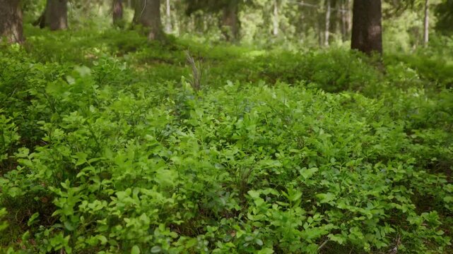 Lush wild blueberry bushes growing in calm temperate evergreen coniferous forest landscape.