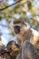 Obraz premium Velvet monkey feeding its baby