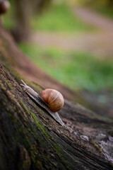 Grape snail (Helix pomatia) slowly moving on the textured bark of a fallen tree on a blurred green background. © Kulbabka