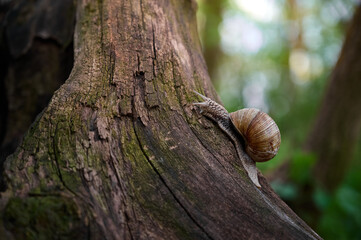 Grape snail (Helix pomatia) slowly moving on the textured bark of a fallen tree on a blurred green background. © Kulbabka