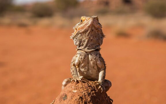 A bearded dragon lizard sitting upright on of a reddish-brown rock in a desert landscape, with its spiky scales and alert posture visible against a blurred, warm-toned arid environment background