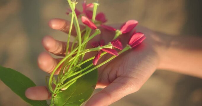 Woman holding a bunch of vibrant pink Rangoon creeper flowers in her palm during sunset golden hour.