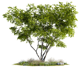 Broad low-branching deciduous green tree on a lush grass patch with wildflower shrub accents, isolated on a transparent background for 3D landscape design © ANDRIBENKY