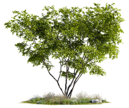 Broad low-branching deciduous green tree on a lush grass patch with wildflower shrub accents, isolated on a transparent background for 3D landscape design