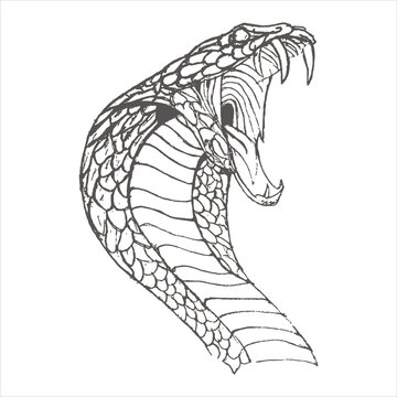 an aggressive cobra head sketch