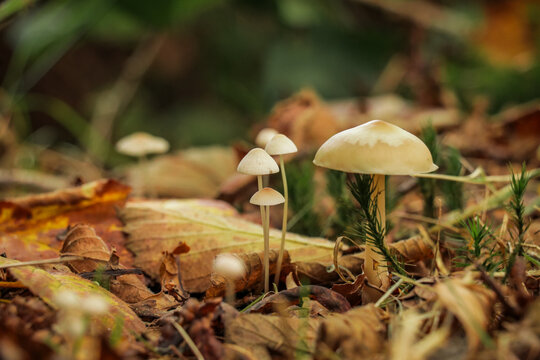 Bunch of small fungi popping up forest ground. Close up mushrooms autumn photography in woods, nature hiking area.