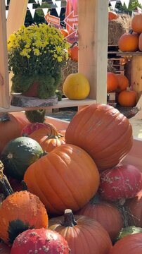 Farmer's pumpkin market autumn photo zone