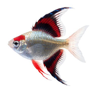 Vibrant Tropical Fish with Long Fins Isolated on White Background