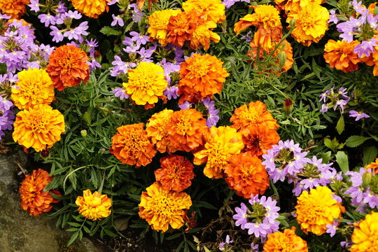Tagete arancioni e gialli con fiori viola
