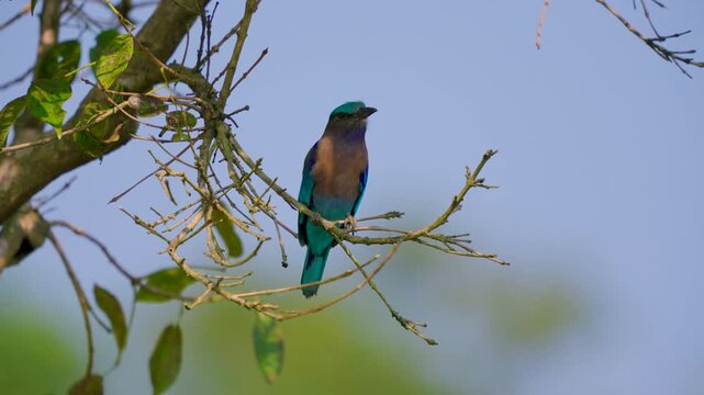 Indochinese roller bird perched on dry tree branch against blue sky background.