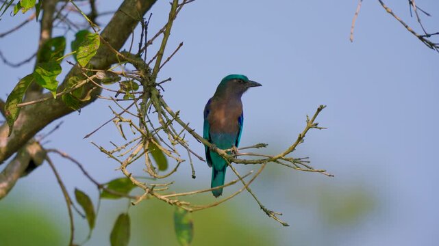Indian roller bird perching on a thin branch in its natural habitat.