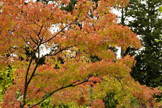 Liquidambar styraciflua in foliage autunnale giallo‑arancio