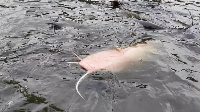 Close-up view of hungry catfish schooling and feeding at the water surface, featuring a distinctive white albino catfish in a park pond