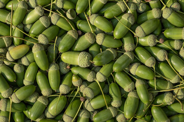 Green Acorns Arranged In Full Frame Flat Lay On Wooden Background © IULIIA AZAROVA