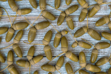 Olive Toned Acorns Arranged On Rustic Wooden Boards From Above © IULIIA AZAROVA