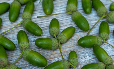 Close Up Of Green Acorns With Stems On Rustic Wood Surface © IULIIA AZAROVA