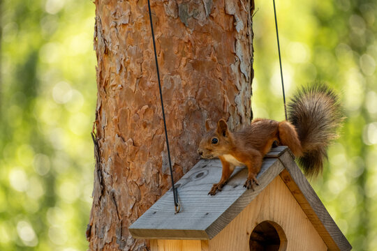 Red Squirrel Perched On Wooden Birdhouse Roof Beside A Pine Tree