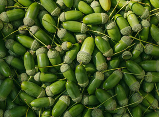 Sunlit Pile Of Green Acorns Photographed From Directly Above © IULIIA AZAROVA