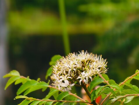 Macro shot of curry leaf tree flowers blooming outdoors