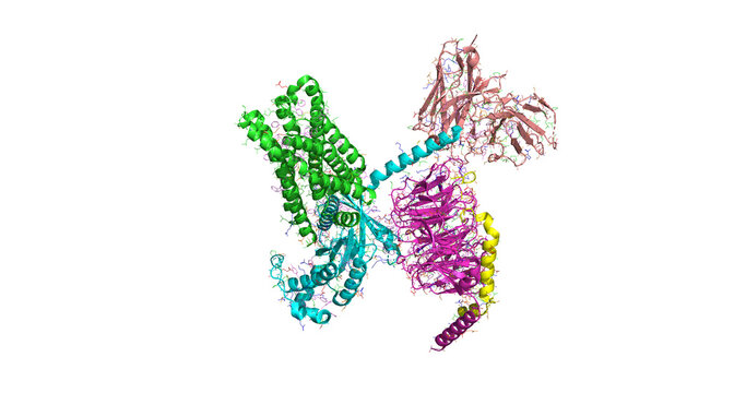 5-HT2C serotonin receptor (INI isoform), active-state human G-protein coupled receptor complex, 3D molecule 4K  