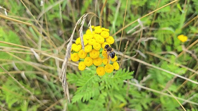 Hoverfly resting on yellow tansy flower head in summer meadow.