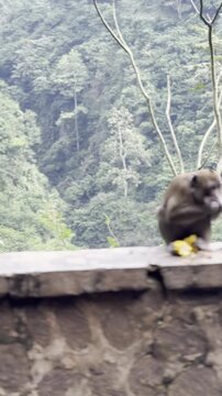 monkey in the nature