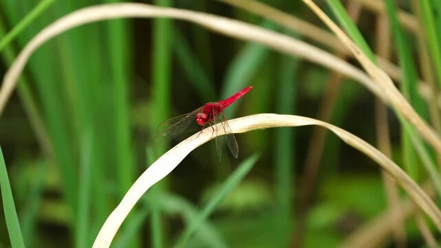 Red Dragonfly Cleaning Eyes with Front Leg on Leaf in Slow Motion 4K