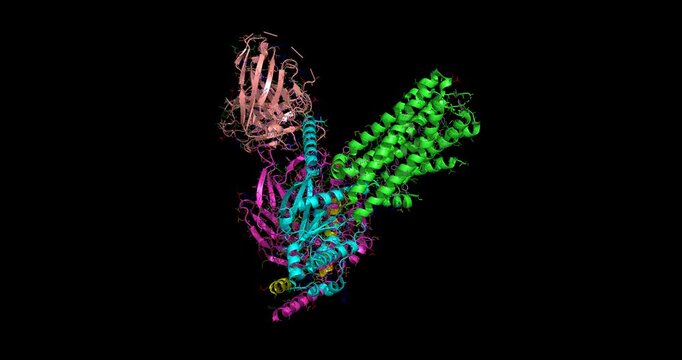 5-HT2C serotonin receptor (INI isoform), active-state human G-protein coupled receptor complex, 3D molecule 4K spinning