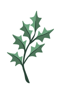Holly Branch Winter Foliage Cartoon