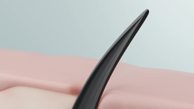 Hair Follicle Growth and Dermal Papilla Structure Concept 3D animation