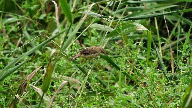 Oriental Reed Warbler Moving Quietly in Dense Reeds 4K