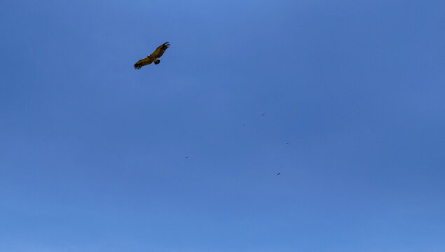Aerial view of an endangered vulture soaring through a clear blue sky in Marakele National Park Area, Limpopo, South Africa.