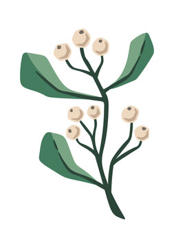 Mistletoe Branch With Berries Botanical Cartoon