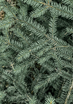Dense evergreen spruce branches with blue-green needles creating a natural botanical texture and background.