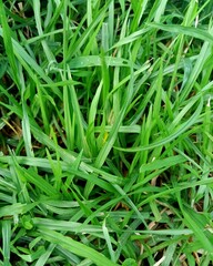 Natural Lawn Grass Texture with Dew Drops Stock Photo - Fresh Morning Green Eco Background. High-resolution, premium stock photograph capturing a dense natural lawn grass texture glistening. © PRG Creation 