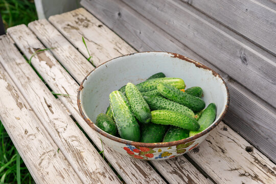 Green organic cucumber harvest in garden. Fresh cucumbers in bowl