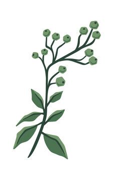 Mistletoe Branch With Berries Botanical Cartoon