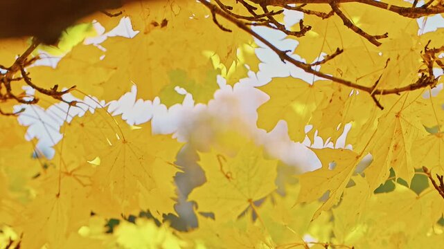 Slow motion view looking up through a canopy of vibrant golden maple leaves gently swaying in the autumn breeze beneath a deep blue sky. Bright seasonal foliage in warm natural sunlight.