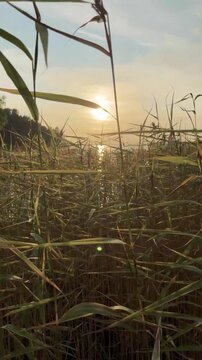 Lakeside Reeds at Sunset Vertical Video for Mobile