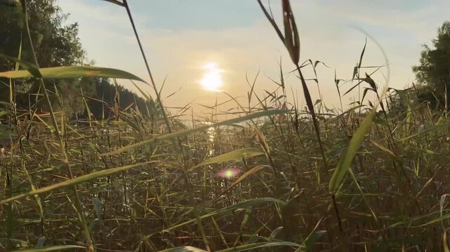 Sun Flare Through Lakeside Reeds in Warm Evening Light