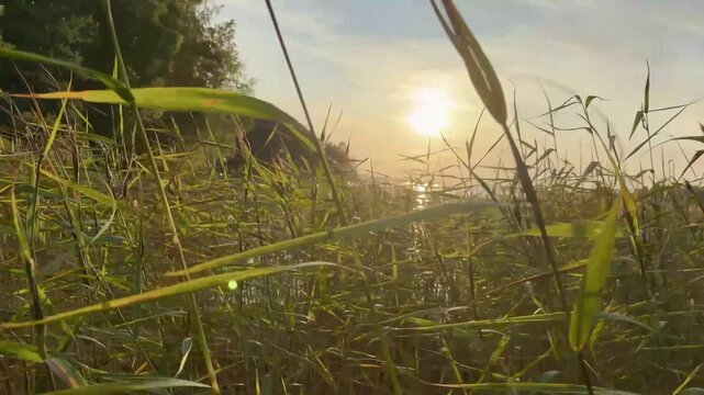 Low Sun Shining Through Reeds Beside Calm Lake Water