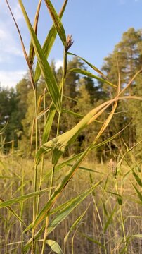Reeds and Pine Forest Under Blue Sky Vertical Video