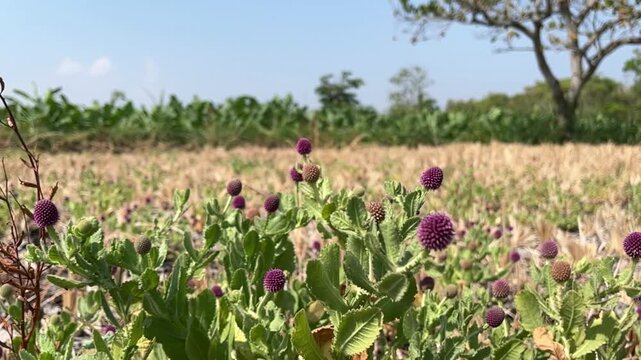 Sphaeranthus indicus button flower grows wild among drying agricultural land in Southeast Asia after harvesting, captured close-up in warm morning light with an authentic botanical mood.