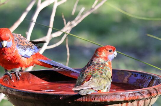 Crimson Rosellas (Platycercus elegans) bathing, South Australia