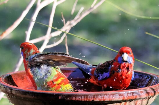 Crimson Rosellas (Platycercus elegans) bathing, South Australia