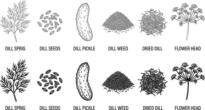 Fresh and dried dill culinary herb line icon set showing sprig seeds pickle weed flower head vector (17 words)