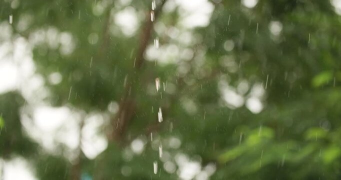 Cinematic slow motion shot of monsoon rainwater dripping through lush green tree branches and dense leaves in Guwahati, Assam, India