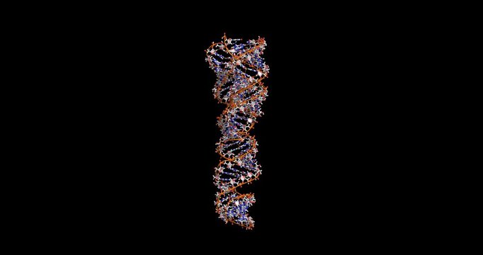 Small circular RNA dimer replication intermediate from rolling circle synthesis, 3D cryo-EM model 4K spinning