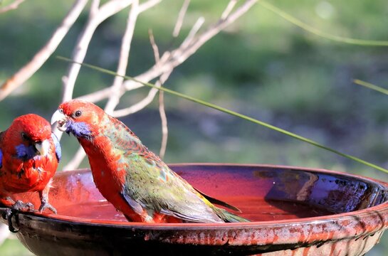 Crimson Rosellas (Platycercus elegans) bathing, South Australia